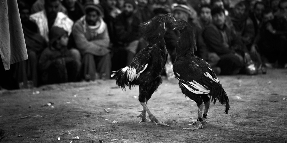 (Majid Saeedi/Getty Images)