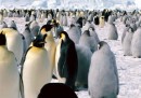 Contare i pinguini dallo spazio