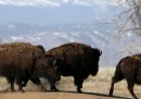 I bisonti di Ted Turner