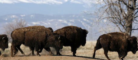 I bisonti di Ted Turner