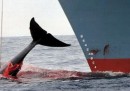 Al voto sulla caccia alle balene