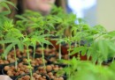 Approvato in Gran Bretagna il farmaco a base di cannabis