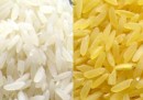 "Golden rice": un Ogm può salvare milioni di vite