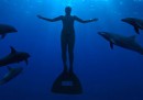 Tokyo blocca il film sul massacro dei delfini