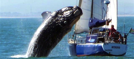 Il video del salto della balena