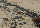Il petrolio nelle spiagge di Goa