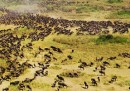 Così distruggeranno il Serengeti