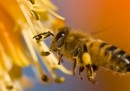Cosa sta uccidendo le api