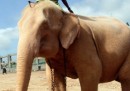 Gli elefanti bianchi di Myanmar