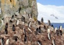 Google lancia Street View tra i pinguini