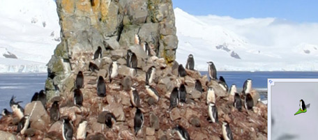 Google lancia Street View tra i pinguini