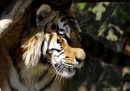 Si è aperto in Russia il summit per le tigri
