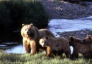 I grizzly pigri e obesi del Montana