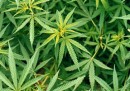 Il voto sulla marijuana in California