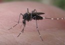 Le zanzare mutanti contro la dengue