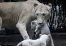 I leoni bianchi di Buenos Aires