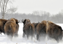 In Montana c’è un problema coi bisonti