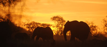 Quanti animali vedete in questa immagine?