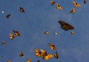La migrazione delle farfalle in Messico
