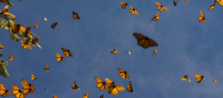 Milioni di farfalle