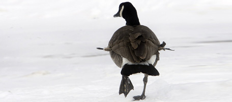 A wounded Canada goose with an arrow through it hobbles around near the Winnebago River in East Park in Mason City, Iowa. Mason City Animal Control is not attempting to capture the goose. Pat Gansen, animal control officer, said she canÕt risk having city staff go out on the ice after the goose because it is still mobile. (AP Photo/The Globe-Gazette, Jeff Heinz)