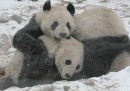 I panda nella neve