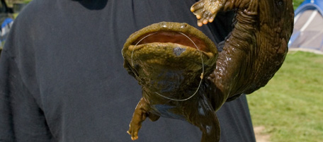 In this Monday, April 12, 2010 picture, Jimmy Blackaby holds a hellbender salamander he caught while fishing from the Licking River in Ohio the previous weekend. Blackaby measured the hellbender to be about 21 inches long. (AP Photo/The Cincinnati Enquirer, Tom Miller) MANDATORY CREDIT