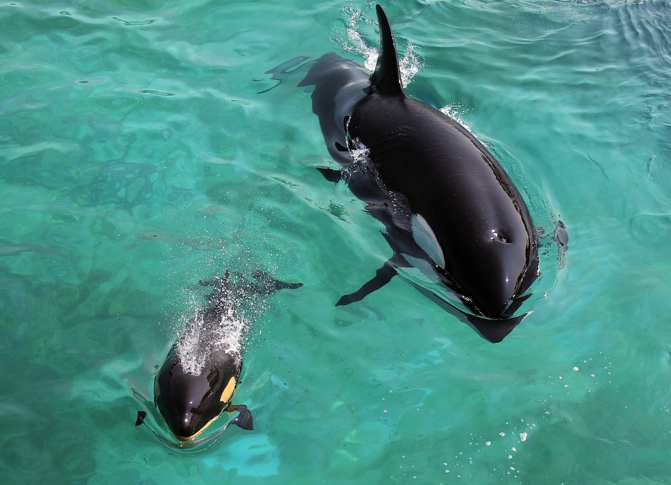 L'orca neonata di Antibes - Il Post