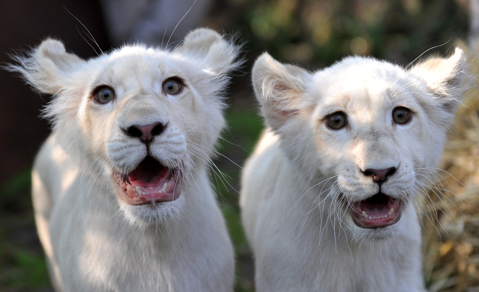 I leoncini bianchi Niza e Nero nel parco Serengeti a Hodenhagen, Germania, 20 aprile 2011. I cuccioli sono stati allevati dal personale dello zoo dopo essere stati rifiutati dalla madre. (JOCHEN LUEBKE/AFP/Getty Images)