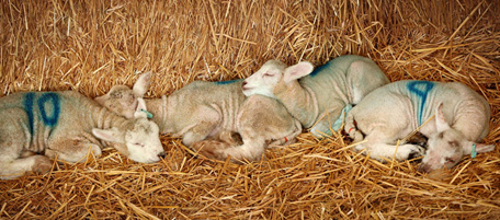 FETCHAM, UNITED KINGDOM - APRIL 01: Newborn lambs sleep on fresh straw at Barracks Farm on April 1, 2011 in Fetcham, England. 300 ewes are lambing at the farm owned by the Conisbee family who supply their own butchers shops in nearby Horsley. The business has been run by generations of Conisbees for over 250 years. (Photo by Peter Macdiarmid/Getty Images)
