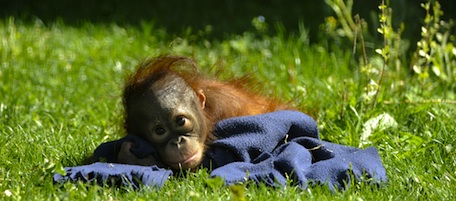 Orang-Utan baby Boo is pictured in his enclosure at Madrid's Zoo on April 14, 2011. The nine-months-old Orang-Utan was officially named Boo, inspired in the Sanskrit word "bhoomi" (or "bumi") which means Earth. AFP PHOTO / Pedro ARMESTRE (Photo credit should read PEDRO ARMESTRE/AFP/Getty Images)