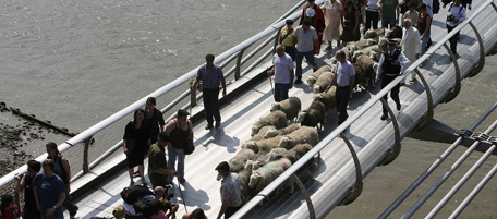 LONDON - JUNE 17: Flock of sheep is herded over Millenium Bridge by architects Renzo Piano and Richard Rogers to launch the London Architecture Biennale on June 17, 2006 London, England. The event marks the huge changes that have taken place in the urban landscape and to celebrate diverse creative talent in London. (Photo by Christopher Hunt/Getty Images)