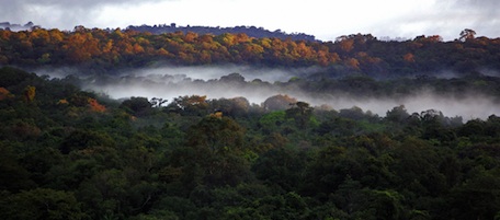 La Norvegia salva le foreste della Guyana