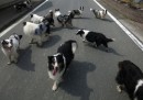 I cani abbandonati di Minamisoma