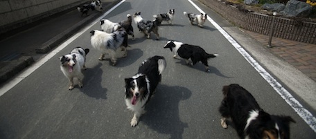 In this Thursday April 7, 2011 photo, abandoned dogs roam an empty street in the Odaka area of Minamisoma, inside the deserted evacuation zone established for the 20 kilometer radius around the Fukushima Dai-ichi nuclear reactors. (AP Photo/David Guttenfelder)