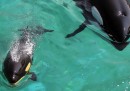 L'orca neonata di Antibes