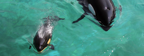 Female orca Wikie swims with her calf born by artificial insemination on April 19, 2011 at Marineland animal exhibition park in the French Riviera city of Antibes. Born on March 16, the two metre long baby weighing 150 kilos hasn't yet been called. AFP PHOTO / VALERY HACHE (Photo credit should read VALERY HACHE/AFP/Getty Images)