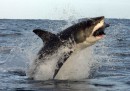 Le foto dello squalo bianco