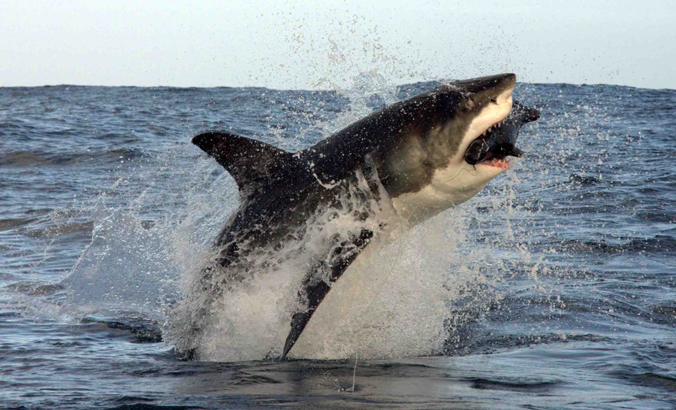 False Bay, Sudafrica. (Shark Diving Unlimited / Barcroft Media / Getty Images)