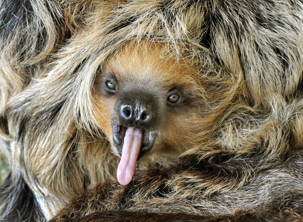 Il bradipo Camillo, di 8 mesi, sbadiglia nello zoo di Halle, in Germania ( WALTRAUD GRUBITZSCH/AFP/Getty Images)