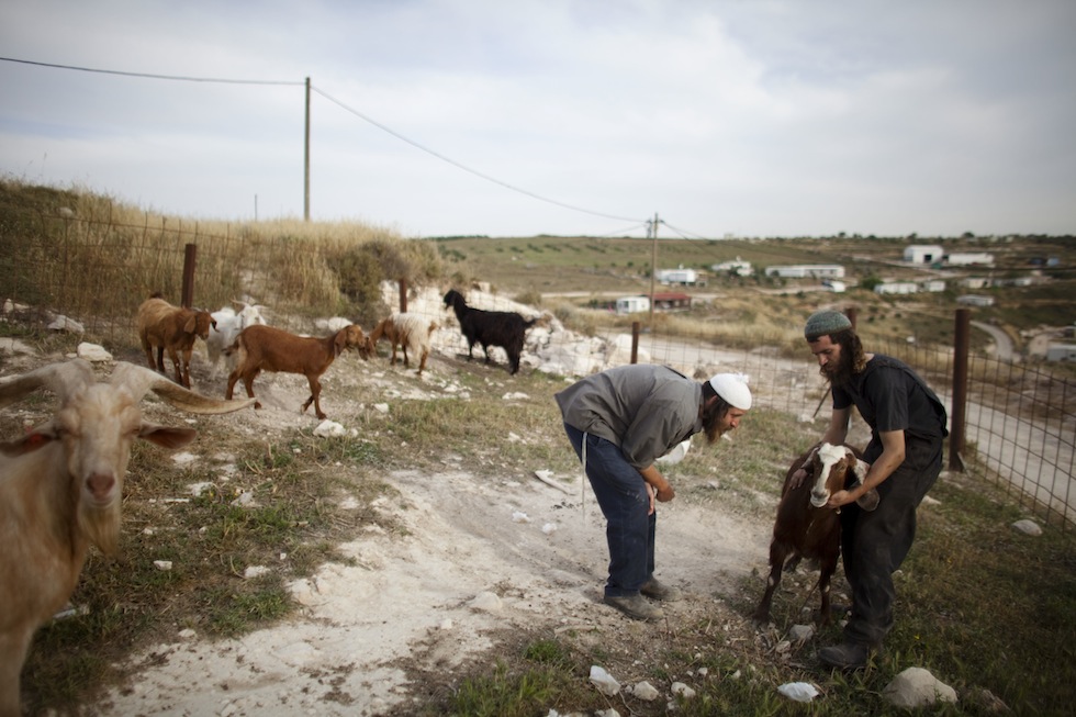 Due coloni controllano una capra malata a Havat Gilad, 24 maggio 2011. (Uriel Sinai/Getty Images)