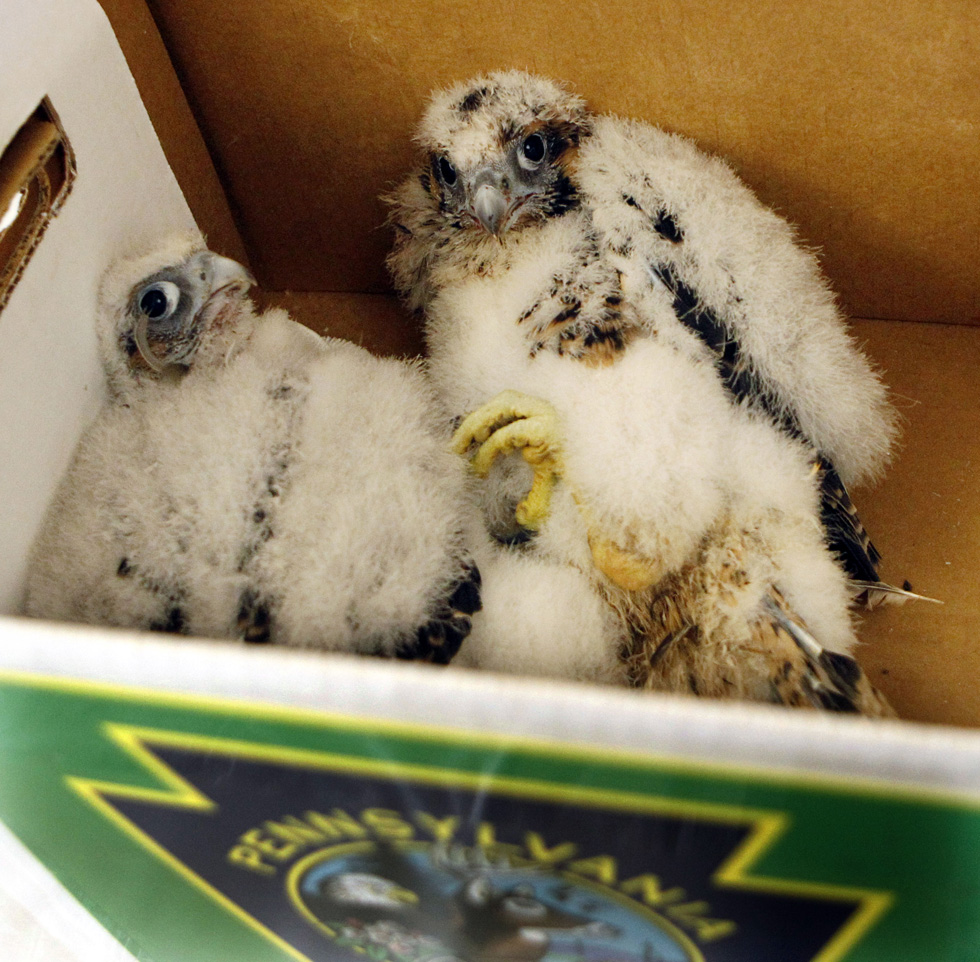 Animaletti Diciamo Il Post