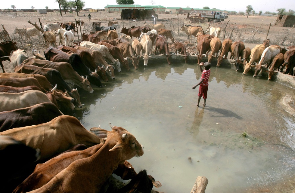 Толпа срущих. Корова в воде. Коровы на водопое. Стадо коров в воде. Фермерские хозяйства вода.
