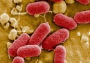 Le infezioni da batteri E. coli in Europa