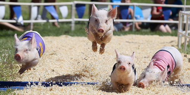 PLEASANTON, CA - JUNE 23: Pigs with the All-Alaskan Pig Racing round the track during a race at the Alameda County Fair on June 23, 2011 in Pleasanton, California. The Alameda County Fair is celebrating its 99th year and features rides, farm animals, carnival food, horse racing and pig races. The fair runs through July 10. (Photo by Justin Sullivan/Getty Images)