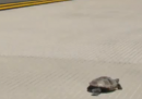 L'aeroporto JFK bloccato dalle tartarughe