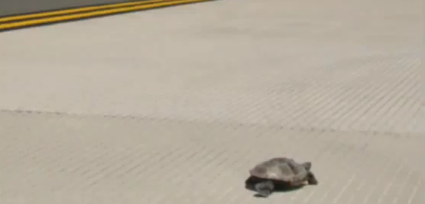 L'aeroporto JFK bloccato dalle tartarughe