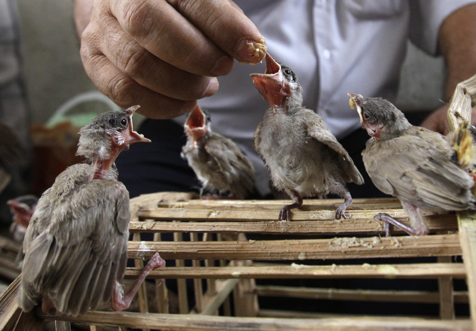 La mia famiglia e altri animali - Il Post