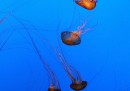 Il mito della pipì sulle punture di medusa