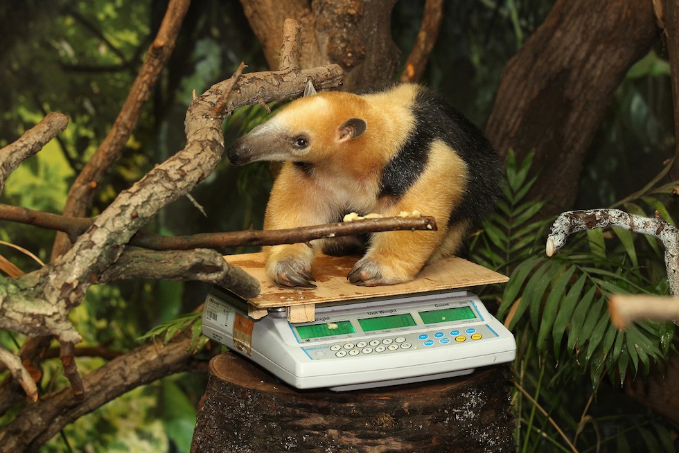 Tammy, un Tamandua del Sud. (Photo by Oli Scarff/Getty Images)